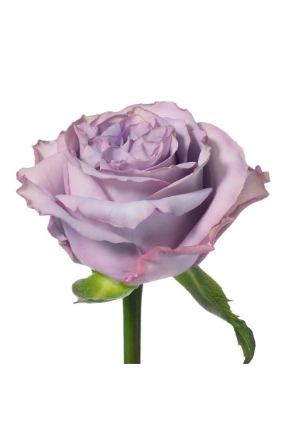 Hybrid tea rose ’Dolcetto’